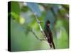A Brazilian Ruby Hummingbird, Clytolaema Rubricauda, In The Atlantic Rainforest-Alex Saberi-Stretched Canvas