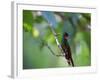 A Brazilian Ruby Hummingbird, Clytolaema Rubricauda, In The Atlantic Rainforest-Alex Saberi-Framed Photographic Print