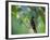 A Brazilian Ruby Hummingbird, Clytolaema Rubricauda, In The Atlantic Rainforest-Alex Saberi-Framed Photographic Print