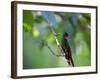 A Brazilian Ruby Hummingbird, Clytolaema Rubricauda, In The Atlantic Rainforest-Alex Saberi-Framed Photographic Print