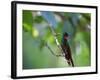 A Brazilian Ruby Hummingbird, Clytolaema Rubricauda, In The Atlantic Rainforest-Alex Saberi-Framed Photographic Print