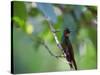 A Brazilian Ruby Hummingbird, Clytolaema Rubricauda, In The Atlantic Rainforest-Alex Saberi-Stretched Canvas