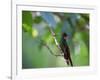 A Brazilian Ruby Hummingbird, Clytolaema Rubricauda, In The Atlantic Rainforest-Alex Saberi-Framed Photographic Print