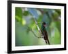 A Brazilian Ruby Hummingbird, Clytolaema Rubricauda, In The Atlantic Rainforest-Alex Saberi-Framed Photographic Print