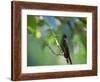 A Brazilian Ruby Hummingbird, Clytolaema Rubricauda, In The Atlantic Rainforest-Alex Saberi-Framed Photographic Print