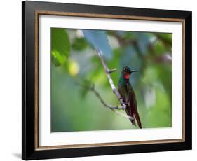 A Brazilian Ruby Hummingbird, Clytolaema Rubricauda, In The Atlantic Rainforest-Alex Saberi-Framed Photographic Print