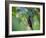 A Brazilian Ruby Hummingbird, Clytolaema Rubricauda, In The Atlantic Rainforest-Alex Saberi-Framed Photographic Print