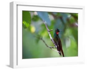 A Brazilian Ruby Hummingbird, Clytolaema Rubricauda, In The Atlantic Rainforest-Alex Saberi-Framed Photographic Print
