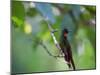 A Brazilian Ruby Hummingbird, Clytolaema Rubricauda, In The Atlantic Rainforest-Alex Saberi-Mounted Photographic Print