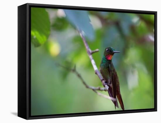 A Brazilian Ruby Hummingbird, Clytolaema Rubricauda, In The Atlantic Rainforest-Alex Saberi-Framed Stretched Canvas