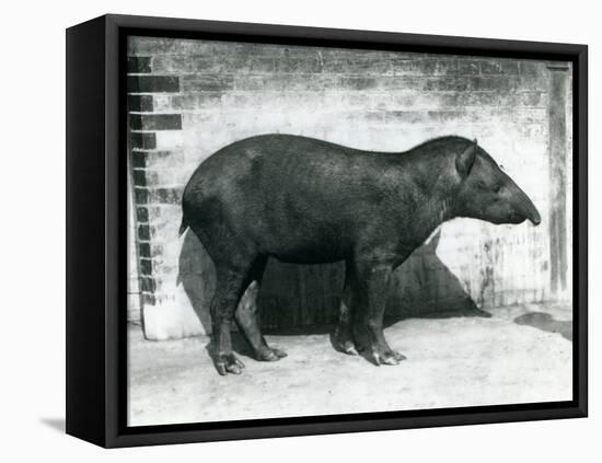 A Brazilian/South American Tapir at London Zoo, October 1922-Frederick William Bond-Framed Stretched Canvas