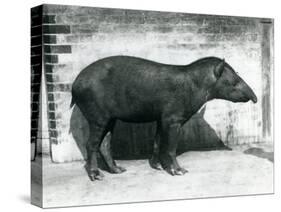 A Brazilian/South American Tapir at London Zoo, October 1922-Frederick William Bond-Stretched Canvas