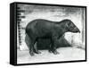 A Brazilian/South American Tapir at London Zoo, October 1922-Frederick William Bond-Framed Stretched Canvas