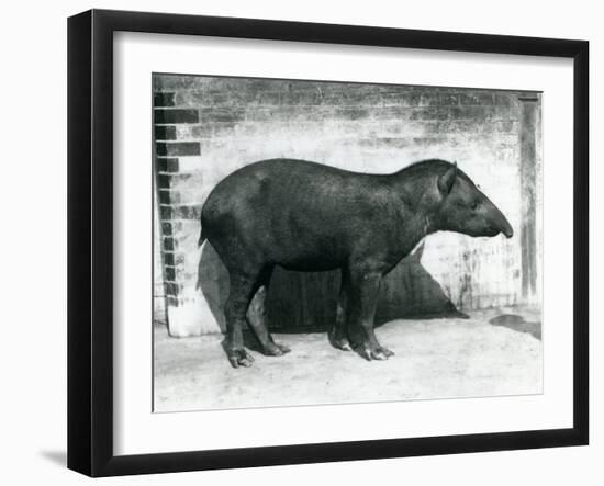 A Brazilian/South American Tapir at London Zoo, October 1922-Frederick William Bond-Framed Premium Photographic Print