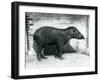 A Brazilian/South American Tapir at London Zoo, October 1922-Frederick William Bond-Framed Premium Photographic Print