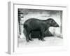 A Brazilian/South American Tapir at London Zoo, October 1922-Frederick William Bond-Framed Premium Photographic Print