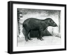 A Brazilian/South American Tapir at London Zoo, October 1922-Frederick William Bond-Framed Photographic Print