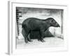 A Brazilian/South American Tapir at London Zoo, October 1922-Frederick William Bond-Framed Photographic Print