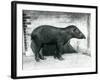 A Brazilian/South American Tapir at London Zoo, October 1922-Frederick William Bond-Framed Photographic Print