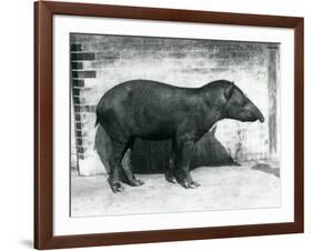 A Brazilian/South American Tapir at London Zoo, October 1922-Frederick William Bond-Framed Photographic Print