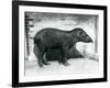 A Brazilian/South American Tapir at London Zoo, October 1922-Frederick William Bond-Framed Photographic Print
