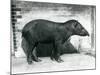 A Brazilian/South American Tapir at London Zoo, October 1922-Frederick William Bond-Mounted Photographic Print