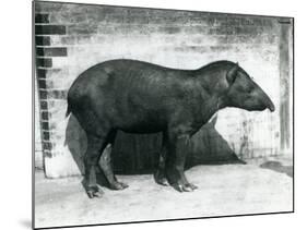 A Brazilian/South American Tapir at London Zoo, October 1922-Frederick William Bond-Mounted Photographic Print