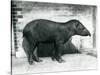 A Brazilian/South American Tapir at London Zoo, October 1922-Frederick William Bond-Stretched Canvas