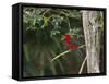 A Brazilian Tanager Perches on a Tree in Ubatuba-Alex Saberi-Framed Stretched Canvas