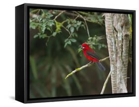 A Brazilian Tanager Perches on a Tree in Ubatuba-Alex Saberi-Framed Stretched Canvas