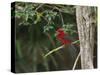 A Brazilian Tanager Perches on a Tree in Ubatuba-Alex Saberi-Stretched Canvas