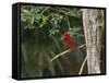 A Brazilian Tanager Perches on a Tree in Ubatuba-Alex Saberi-Framed Stretched Canvas