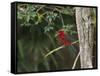 A Brazilian Tanager Perches on a Tree in Ubatuba-Alex Saberi-Framed Stretched Canvas