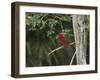 A Brazilian Tanager Perches on a Tree in Ubatuba-Alex Saberi-Framed Premium Photographic Print