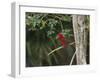 A Brazilian Tanager Perches on a Tree in Ubatuba-Alex Saberi-Framed Premium Photographic Print