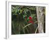 A Brazilian Tanager Perches on a Tree in Ubatuba-Alex Saberi-Framed Photographic Print