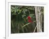 A Brazilian Tanager Perches on a Tree in Ubatuba-Alex Saberi-Framed Photographic Print