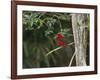 A Brazilian Tanager Perches on a Tree in Ubatuba-Alex Saberi-Framed Photographic Print