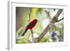 A Brazilian Tanager, Ramphocelus Bresilius, on a Branch with a Tropical Backdrop in Ubatuba, Brazil-Alex Saberi-Framed Photographic Print