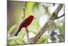 A Brazilian Tanager, Ramphocelus Bresilius, on a Branch with a Tropical Backdrop in Ubatuba, Brazil-Alex Saberi-Mounted Photographic Print