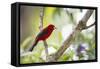 A Brazilian Tanager, Ramphocelus Bresilius, on a Branch with a Tropical Backdrop in Ubatuba, Brazil-Alex Saberi-Framed Stretched Canvas