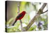 A Brazilian Tanager, Ramphocelus Bresilius, on a Branch with a Tropical Backdrop in Ubatuba, Brazil-Alex Saberi-Stretched Canvas