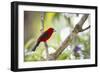 A Brazilian Tanager, Ramphocelus Bresilius, on a Branch with a Tropical Backdrop in Ubatuba, Brazil-Alex Saberi-Framed Photographic Print