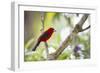 A Brazilian Tanager, Ramphocelus Bresilius, on a Branch with a Tropical Backdrop in Ubatuba, Brazil-Alex Saberi-Framed Photographic Print