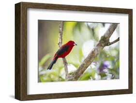 A Brazilian Tanager, Ramphocelus Bresilius, on a Branch with a Tropical Backdrop in Ubatuba, Brazil-Alex Saberi-Framed Photographic Print