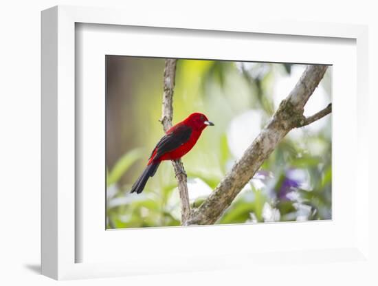 A Brazilian Tanager, Ramphocelus Bresilius, on a Branch with a Tropical Backdrop in Ubatuba, Brazil-Alex Saberi-Framed Photographic Print