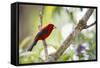 A Brazilian Tanager, Ramphocelus Bresilius, on a Branch with a Tropical Backdrop in Ubatuba, Brazil-Alex Saberi-Framed Stretched Canvas