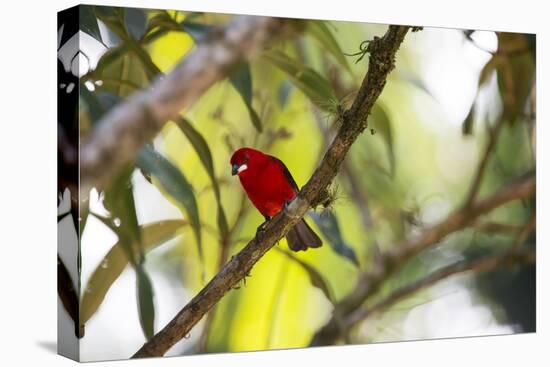 A Brazilian Tanager, Ramphocelus Bresilius, Perches in a Tree with a Tropical Backdrop-Alex Saberi-Stretched Canvas
