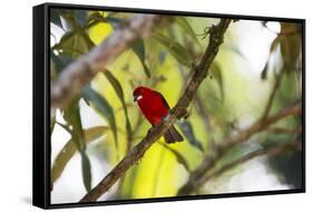 A Brazilian Tanager, Ramphocelus Bresilius, Perches in a Tree with a Tropical Backdrop-Alex Saberi-Framed Stretched Canvas