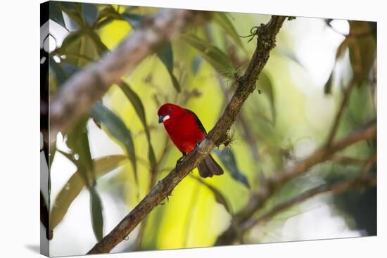 A Brazilian Tanager, Ramphocelus Bresilius, Perches in a Tree with a Tropical Backdrop-Alex Saberi-Stretched Canvas